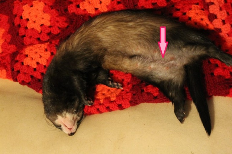 Sexing Your Ferret – Holistic Ferret Forum