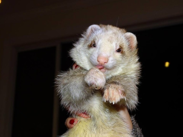 Neural Crest/Waardenburg Syndrome – Holistic Ferret Forum