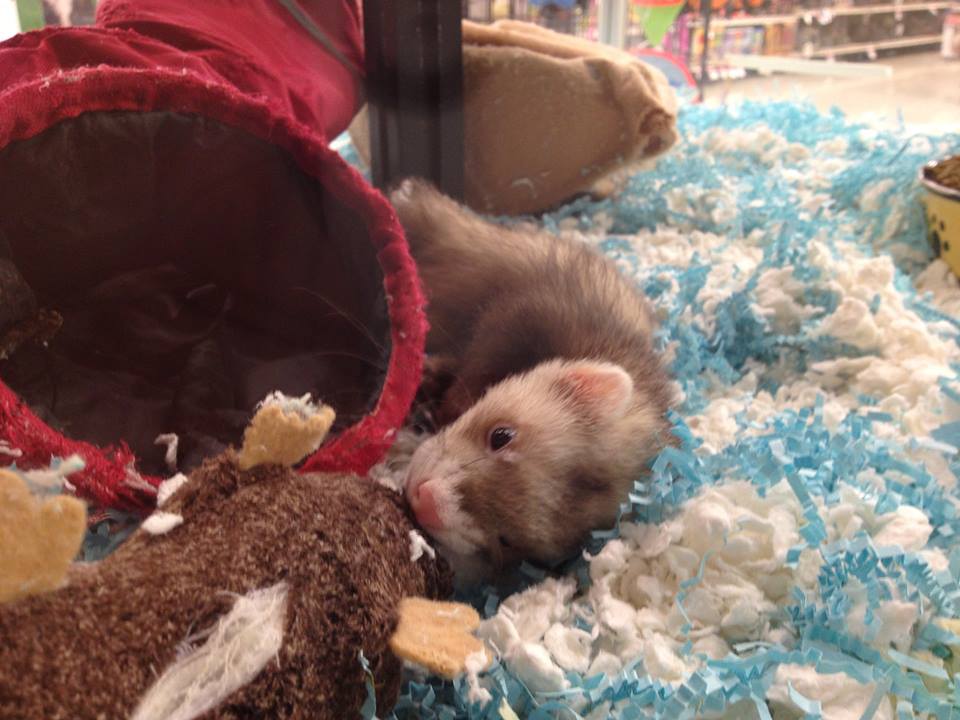 Where to Get a Ferret Holistic Ferret Forum