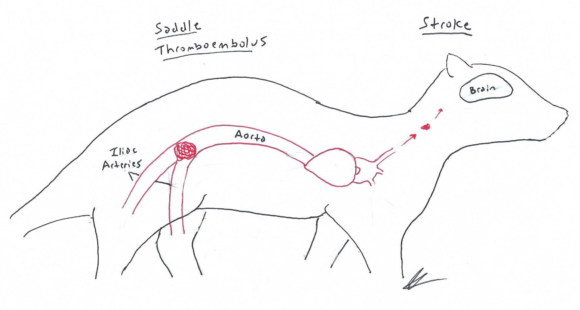 Heart Disease Symptoms Holistic Ferret Forum