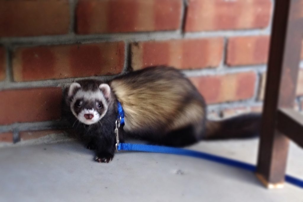 Safe Scents for the Home